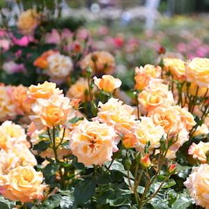 バラ　モナリザ（Mona Liza）＝ オーストラリアンゴールド（Australian Gold）｜花の手帖のバラ図鑑