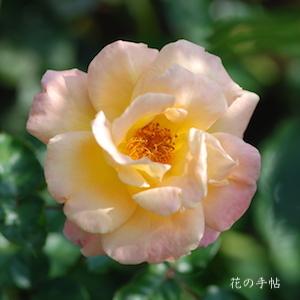 バラ　モナリザ（Mona Liza）＝ オーストラリアンゴールド（Australian Gold）｜花の手帖のバラ図鑑