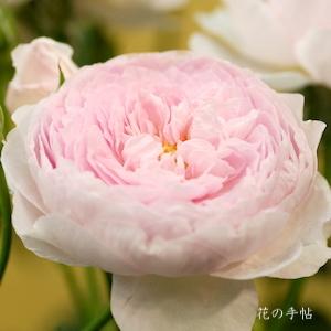 バラ　モン クゥール（Mon Coeur）｜花の手帖のバラ図鑑