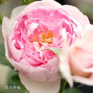 バラ　モン クゥール（Mon Coeur）｜花の手帖のバラ図鑑