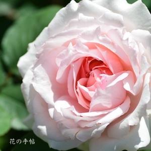 バラ　モニーク ダーヴ（Monique Darve）｜花の手帖のバラ図鑑