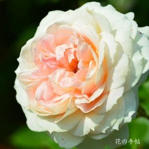 バラ　モン ジャルダン エ マ メゾン（Mon jardin & ma maison）｜花の手帖のバラ図鑑