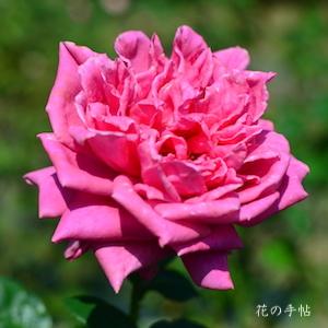 バラ　モンテスキュー（Montesquieu）｜花の手帖のバラ図鑑