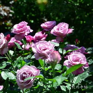 バラ　ムーディブルー（Moody Blue）｜花の手帖のバラ図鑑