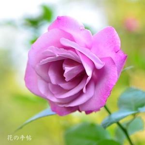 バラ　ムーディブルー（Moody Blue）｜花の手帖のバラ図鑑