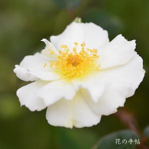 バラ　ムーンライト （Moonlight）｜花の手帖のバラ図鑑