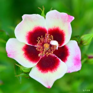 バラ　ムーンライト バビロン（Moonlight Babylon）｜花の手帖のバラ図鑑