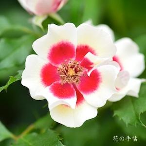 バラ　ムーンライト バビロン（Moonlight Babylon）｜花の手帖のバラ図鑑