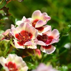 バラ　ムーンライト バビロン（Moonlight Babylon）｜花の手帖のバラ図鑑