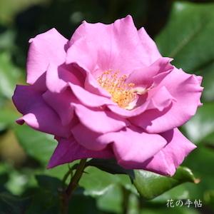 バラ　ムーンシャドウ（Moon Shadow）｜花の手帖のバラ図鑑