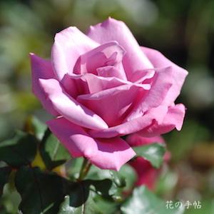 バラ　ムーンシャドウ（Moon Shadow）｜花の手帖のバラ図鑑