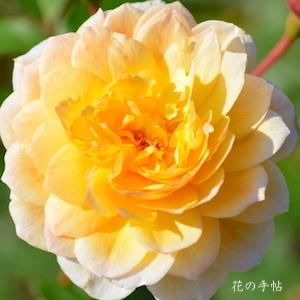 バラ　ムーンスプライト（Moonsprite）｜花の手帖のバラ図鑑