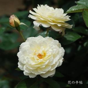 バラ　ムーンスプライト（Moonsprite）｜花の手帖のバラ図鑑