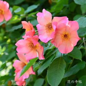 バラ モーニングミスト（Morning Mist）（Mortimer Sackler）｜花の手帖のバラ図鑑