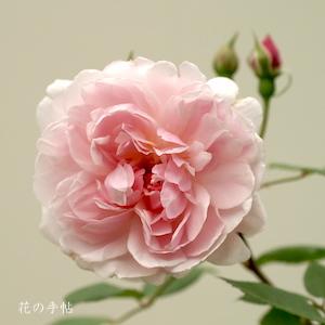 バラ　モーティマー サックラー（Mortimer Sackler）｜花の手帖のバラ図鑑