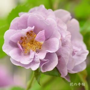 バラ　モチーフ（Motif）｜花の手帖のバラ図鑑