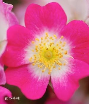 バラ　モーツァルト（Mozart）｜花の手帖のバラ図鑑