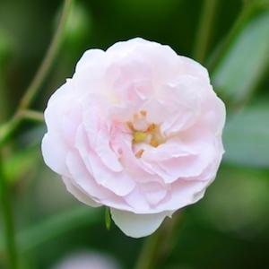 バラ　モーツァルトレディ（Mozart's Lady）｜花の手帖のバラ図鑑