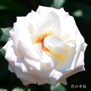 バラ　ミスター ローズ（Mr. Rose）｜花の手帖のバラ図鑑