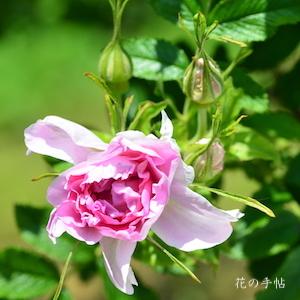 バラ　ミセス ドリーン パイク（Mrs. Doreen Pike）｜花の手帖のバラ図鑑