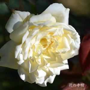 バラ　ミセス ダドリー クロス（Mrs. Dudley Cross）｜花の手帖のバラ図鑑