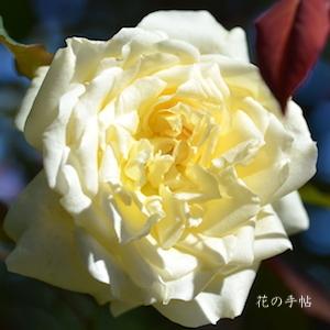 バラ　ミセス ダドリー クロス（Mrs. Dudley Cross）｜花の手帖のバラ図鑑