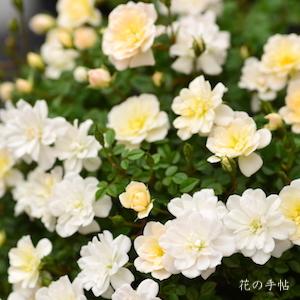 バラ　ミセスカズコ（Mrs. Kazuko）｜花の手帖のバラ図鑑