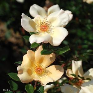 バラ　 ミセス オークリー フィッシャー（Mrs. Oakley Fisher）｜花の手帖のバラ図鑑