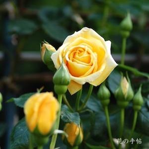 バラ　つる ミセス ピエル エス デュ ポン（Mrs. Pierre S. du Pont, Cl.）｜花の手帖のバラ図鑑