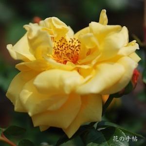 バラ　つる ミセス ピエル エス デュ ポン（Mrs. Pierre S. du Pont, Cl.）｜花の手帖のバラ図鑑