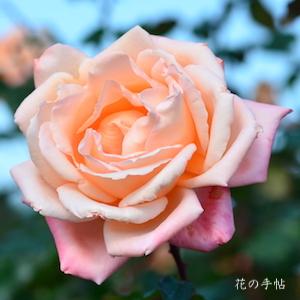 バラ　ムソウ（夢想）｜花の手帖のバラ図鑑