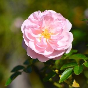 バラ　マイ グラニー（My Granny）｜花の手帖のバラ図鑑