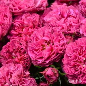 バラ　ナギサウェーブ｜花の手帖のバラ図鑑