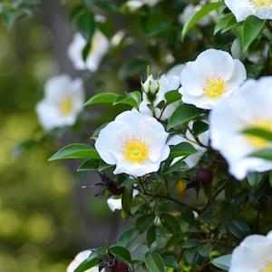 バラ　ナニワイバラ（難波茨）｜花の手帖のバラ図鑑