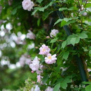 バラ　ナローウォーター｜花の手帖のバラ図鑑