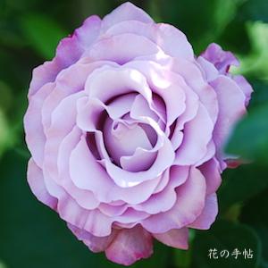 バラ　ネプチューン（Neptune）｜花の手帖のバラ図鑑