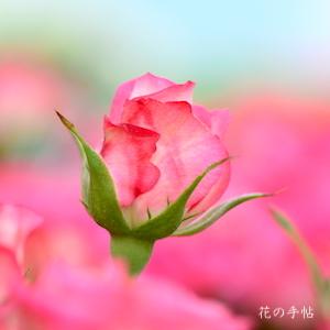 バラ　｜花の手帖のバラ図鑑