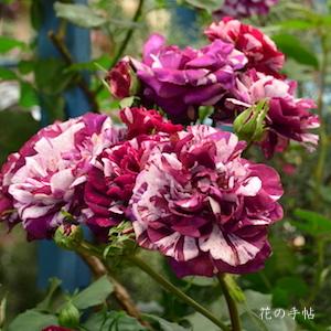 バラ　ニューイマジン｜花の手帖のバラ図鑑