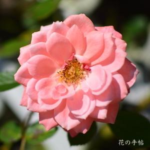 バラ　ナイス デイ（Nice Day）｜花の手帖のバラ図鑑