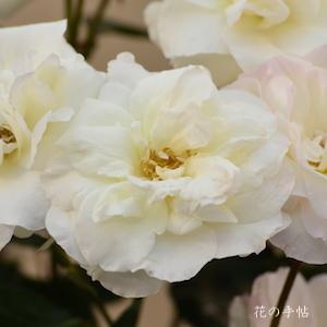 バラ　ニンファ｜花の手帖のバラ図鑑