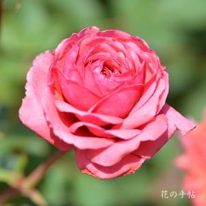 バラ　ニキータ（Nikita）｜花の手帖のバラ図鑑