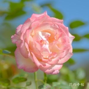 バラ　ニーナ ナディン（Nina Nadine）｜花の手帖のバラ図鑑