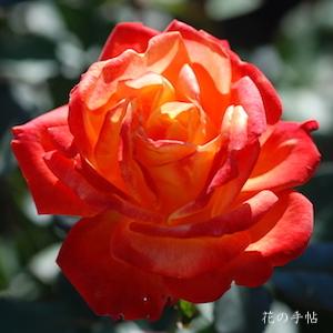 バラ　ニシキエ（錦絵）｜花の手帖のバラ図鑑