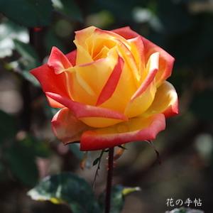 バラ　ニシキエ（錦絵）｜花の手帖のバラ図鑑