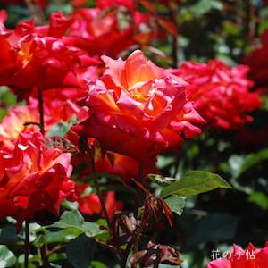 バラ　ニシキエ（錦絵）｜花の手帖のバラ図鑑