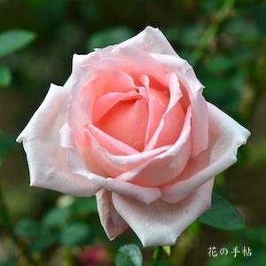 バラ　ノビリティー（Nobility）｜花の手帖のバラ図鑑