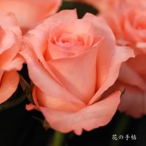 バラ　ノブレス（Noblesse）｜花の手帖のバラ図鑑