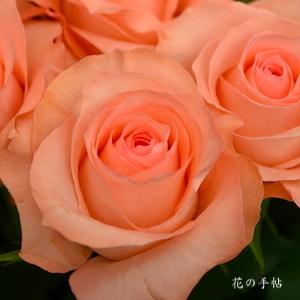 バラ　ノブレス（Noblesse）｜花の手帖のバラ図鑑