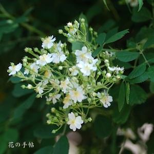 バラ　ノイバラ｜花の手帖のバラ図鑑
