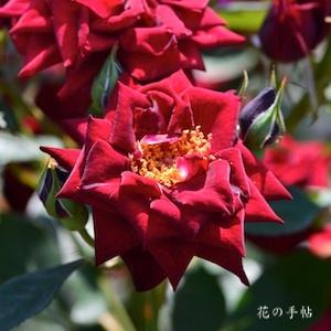 バラ　ノワール（Noir）｜花の手帖のバラ図鑑